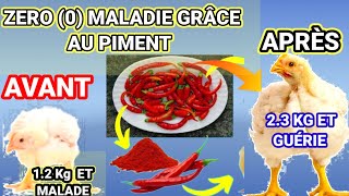 LES AVANTAGES DE LA POUDRE DE PIMENT SUR LA CROISSANCE ET LA SANTÉ DES POULETS [upl. by Jami276]