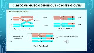 La génétique pas à pas  Le LINKAGE OU GENES LIES  CARTE GENETIQUE [upl. by Lattie339]