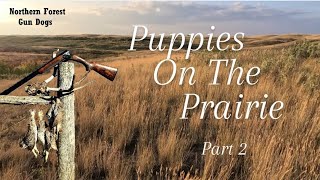 PUPPIES ON THE PRAIRIE Chasing Sharptails Huns and Pheasants [upl. by Nonez]