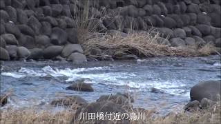 群馬県県渓流釣り情報20193 10烏川本流ヤマメ放流 [upl. by Yur729]