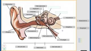 Øret  oppbygning og virkemåte [upl. by Kohler]