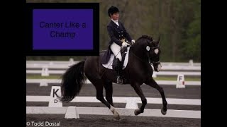 How to Perfect the Canter  Learn to get the best canter from your horsecanteringhorse [upl. by Aynotal265]