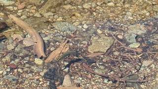 Rough skinned newt  at Lassen Volcanic Park in California [upl. by North]