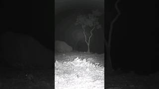 Kangaroo Rat🐀 Late Night Hop kangaroorat [upl. by Chesney]