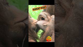 Hungry baby ouch feeding [upl. by Hollie]