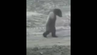 Just because enjoy 🤣🤣🤣 shortsfeed moonwalk moonwalking bear wolves lmao funny [upl. by Arul]