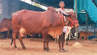 top breed gir cow sale Pappu gurjer dairy naweb 8290852135 [upl. by Assilym]