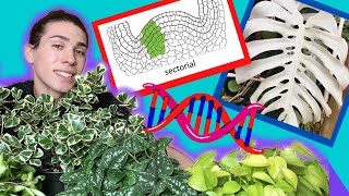 Variegation Where Does it Come From  What Variegated Plants to Pick and Avoid 🧪🌱🧬 [upl. by Enyahs]