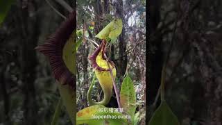 Nepenthes ovata 卵形猪笼草 [upl. by Ahsrat]