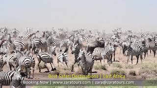 Serengeti wildebeest migration Zebra Herd [upl. by Lleon]