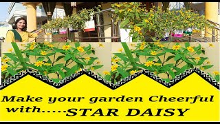 Make your Garden Cheerful with MELAMPODIUM  STAR DAISY BUTTER DAISY [upl. by Eihtur]