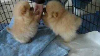 8 week old Pomeranian puppies [upl. by Neala45]