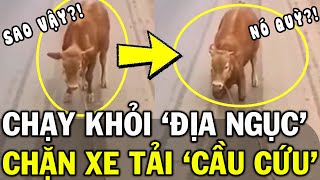 Bê chạy khỏi LÒ MỔ QUỲ LẠY trước đầu xe chỉ mong ĐƯỢC SỐNG khiến CĐM xót xa  Gen Z Review [upl. by Seed]