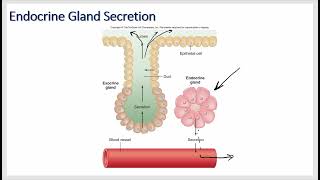 Endocrine and Hormone Physiology Growth Hormone Prolactin ADH and Oxytocin [upl. by Sheldon990]