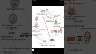 toxoplasma  protozoa  parasitology  microbiology [upl. by Charisse729]