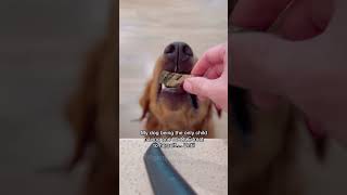 My Dog Feels Betrayed 🥲 dogshorts dogreactions puppy funnydogs goldenretrievers [upl. by Staw]