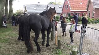 PAARDENMARKT ZUIDLAREN 2019 [upl. by Ronn]