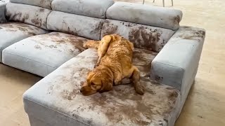 Dog Makes Muddy Mess 😮🤣 FUNNIEST Animal Videos [upl. by Rebmat]