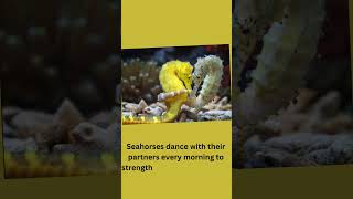 dancing of seahorses  Facts about seahorses  Seahorses [upl. by Uella]