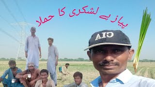 Village Life In Pakistan Daily Routine Work in 2024 [upl. by Juno]