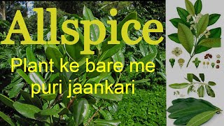 Allspices plant  The Benefits of Allspice  गजब है इस पौधे के फायदे और केयर बिल्कुल आसान [upl. by Julie900]