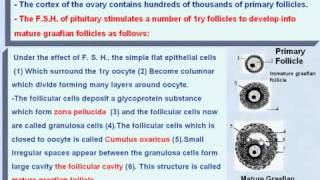 8 General Embryology The Development of the Graafian Follicle [upl. by Bessie]