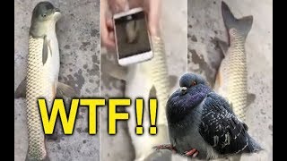 Mutant fish is caught in Chinaand it has a PIGEONlike head [upl. by Salaidh]