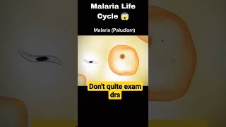 Malaria paludism Cycle Sporozoite shorts reels biology [upl. by Aryaz311]