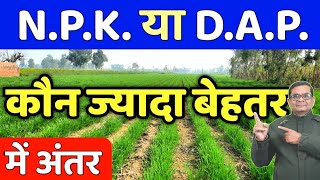 DAP या NPK कौन ज्यादा बेहतर  Npk ya Dap Kaun Jada Behtar  Gehu Ganna Sarso [upl. by Lednem700]