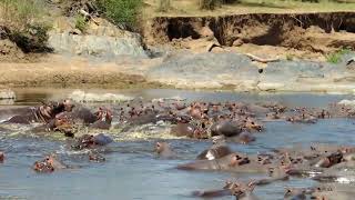 Hippos fighting in serengeti river Tanzania [upl. by Neelrac]