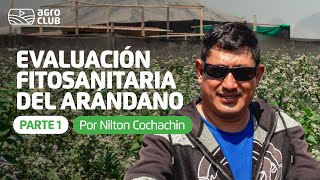 Evaluación fitosanitaria del arándano  control de plagas [upl. by Sherwin]