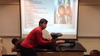 Gluteus Maximus Palpation Manual Therapy and Stretch [upl. by Aniaj]