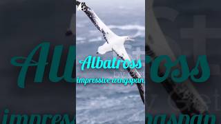 Albatross impressive wingspanpukhtanaRelaxingworldsurvivingvlogsbirds birdspecies [upl. by Ibbob]