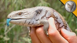 Blue Tongue Skink [upl. by Nyliret682]