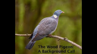 The Wood Pigeon Columba palumbus  A Unique Hoot [upl. by Sucitivel575]