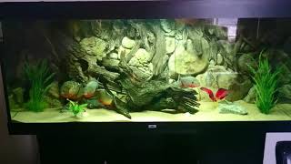 Piranha in jewel rio 450 [upl. by Aihsel]