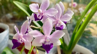 Doritaenopsis Tzu Chiang Sapphire  Beautiful Orchid [upl. by Ailegna]