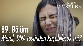 Meral DNA testinden kaçabilecek mi  Kırgın Çiçekler 89 Bölüm [upl. by Akcinehs]