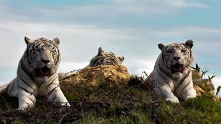 Au coeur du parc des félins  entre tigres de Sibérie lions et jaguars [upl. by Natica]