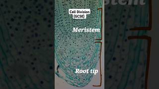 Cell Division  Mitosis biology gcse [upl. by Nevar294]