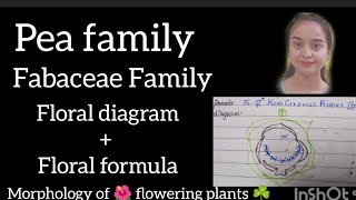 Fabaceae Family Pea 🫛 family full topic explained [upl. by Boyt924]