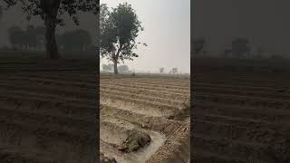 Farming patato statusnee watertractor nishudeswalstunt farming nishudeswal स्वराज855tractor [upl. by Ymaral721]