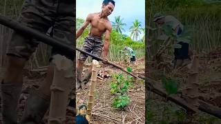 PETANI SINGKONG INI SANGAT BAHAGIA KARENA 1 POHON BISA BERBUAH PULUHAN SINGKONG [upl. by Nomad]