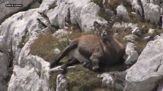 ALPSKI KOZOROG SEPTEMBER Capra ibex Triglavski narodni park [upl. by Bornie78]