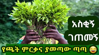 ✅ጫጉላ ቤት ልብሱን በጀባታ ጨርሶ እርቃኑን የቀረው የባሌ ሚዜ 😂 አዝናኝና አስተማሪ የገጠር ልጆች ገጠመኞች tossatube የገጠርለዛ [upl. by Nelubez]