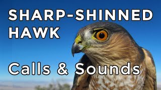 SHARPSHINNED HAWK CALLS Learn their TWO most common sounds 2024 [upl. by Onitsoga818]