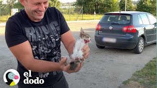 Gatito abandonado es rescatado y le encuentran un nuevo hogar  El Dodo [upl. by Barling]