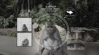 GoPro Monkey Stole My GoPro [upl. by Normand]