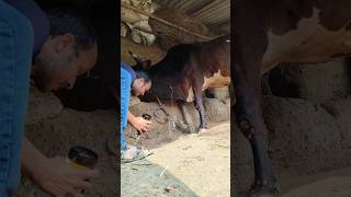 Direct IV cannulation in jugular vein and calcium borogluconate infusion in a cow [upl. by Judas]