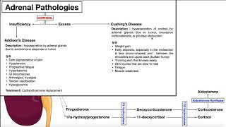 Adrenal Pathologies  Addisons amp Cushings Diseases [upl. by Beka384]